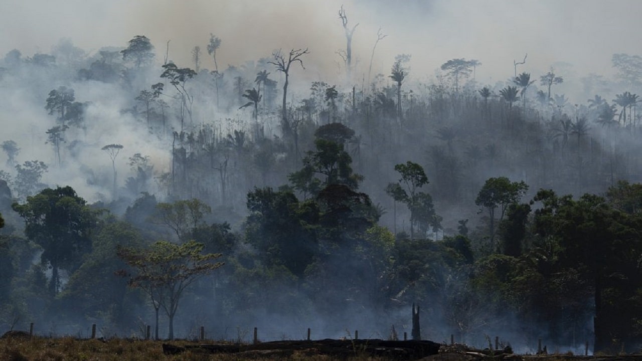 Rainforest ablaze. Image: AP