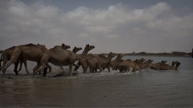 Kutch's Kharai breed, the world's only swimming camels, battle the tide of an uncertain future