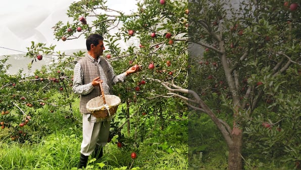 An orchard in the hills: At Himachal's Thanedhar Estate, lessons in apple picking and history