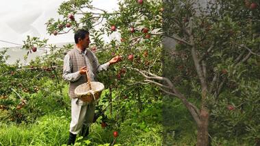 An orchard in the hills: At Himachal's Thanedhar Estate, lessons in apple picking and history