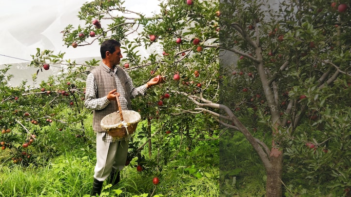 An orchard in the hills: At Himachal's Thanedhar Estate, lessons in apple picking and history