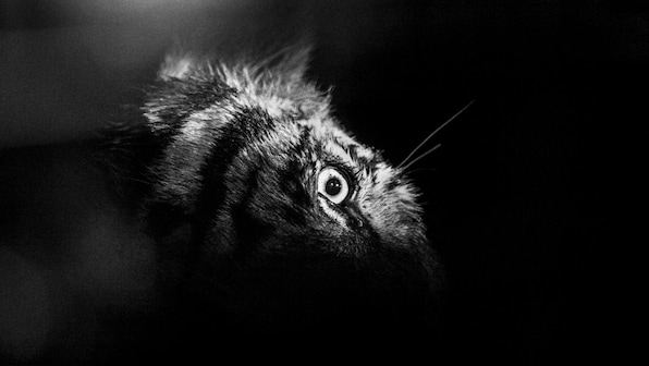 Senthil Kumaran on documenting human-wildlife conflict, and photography as a socio-political tool