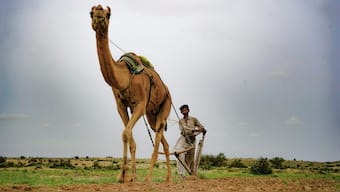 Following a good monsoon after years, Thar desert blooms in Pakistan’s Sindh province