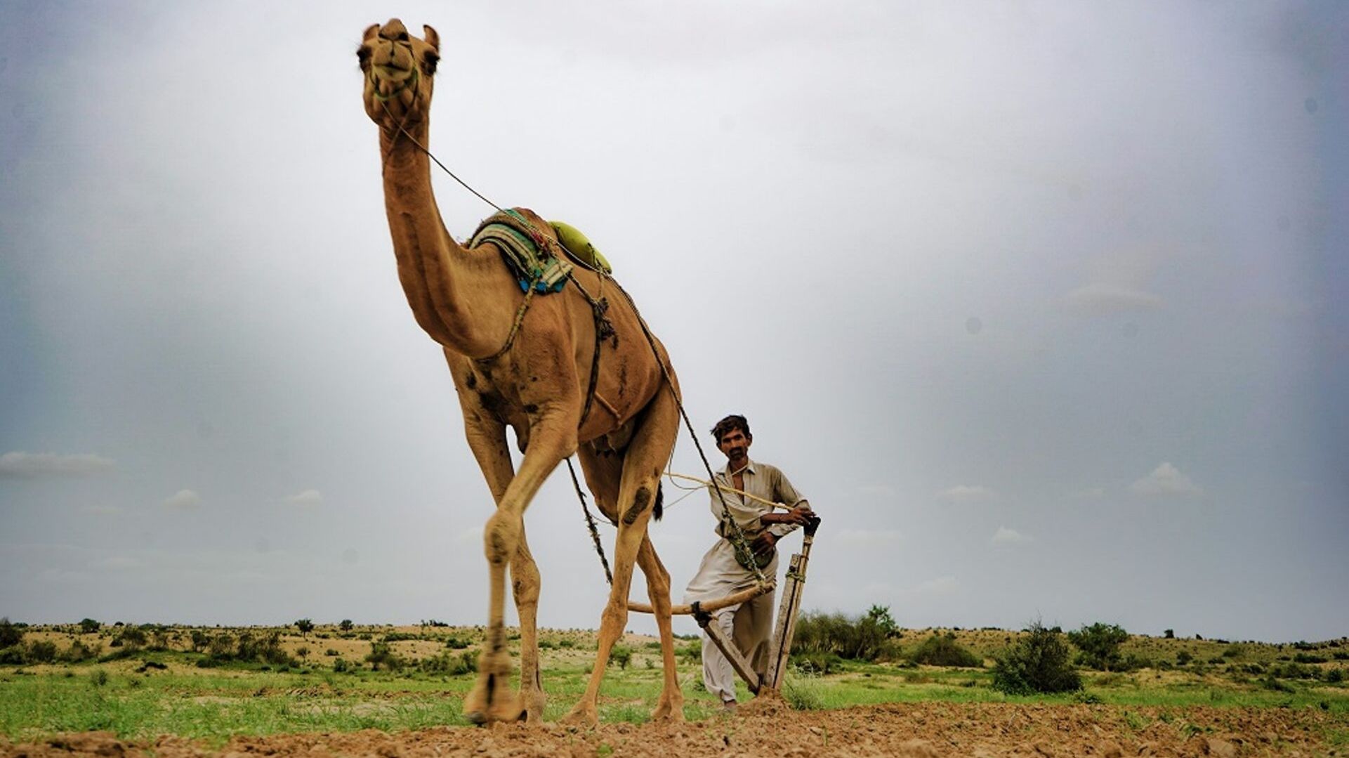 Following a good monsoon after years, Thar desert blooms in Pakistan’s Sindh province Following a good monsoon after years, Thar desert blooms in Pakistan’s Sindh province