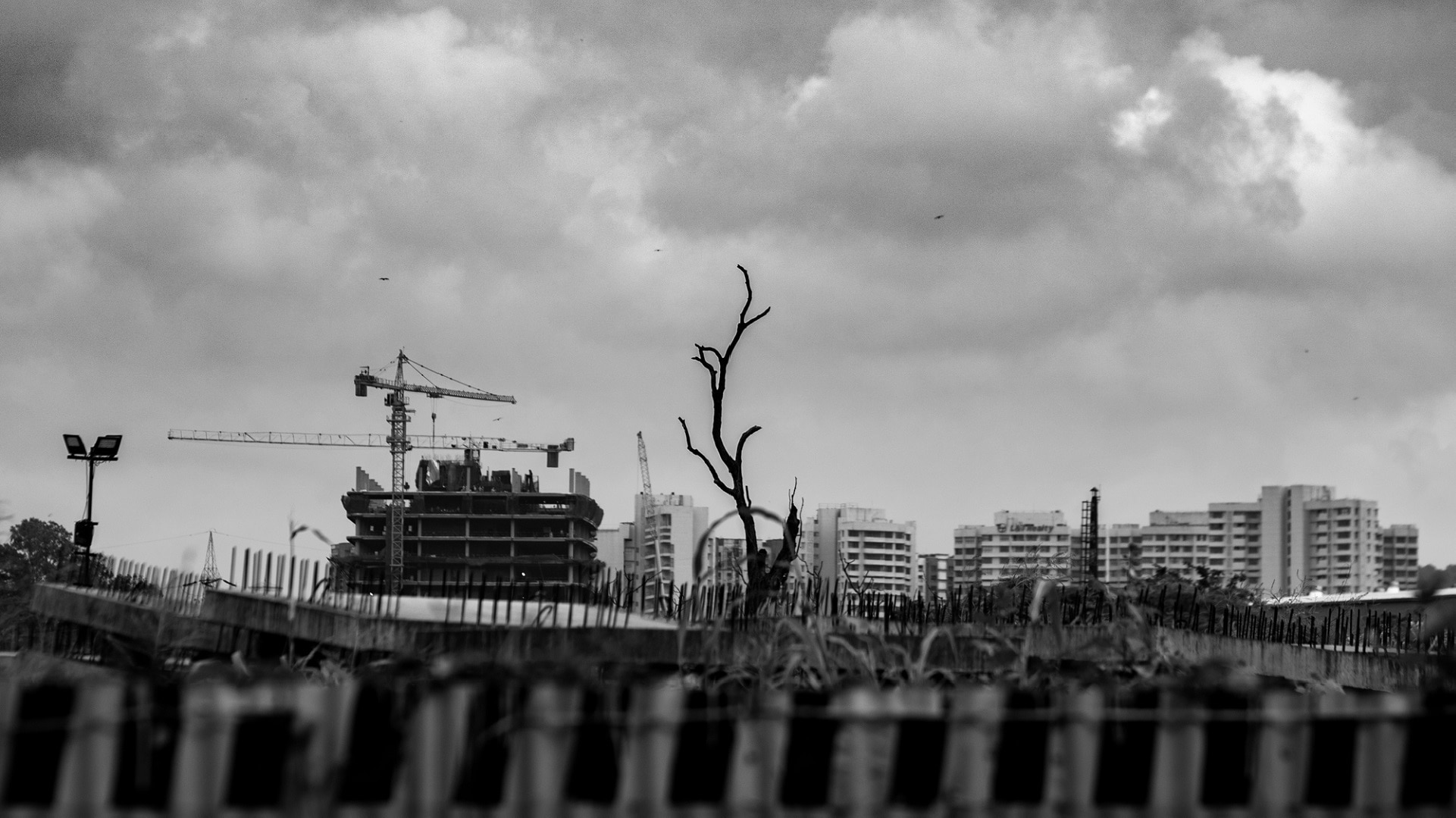 Aarey's condemned trees: A look at some of the 2,700 green sentinels facing the axe