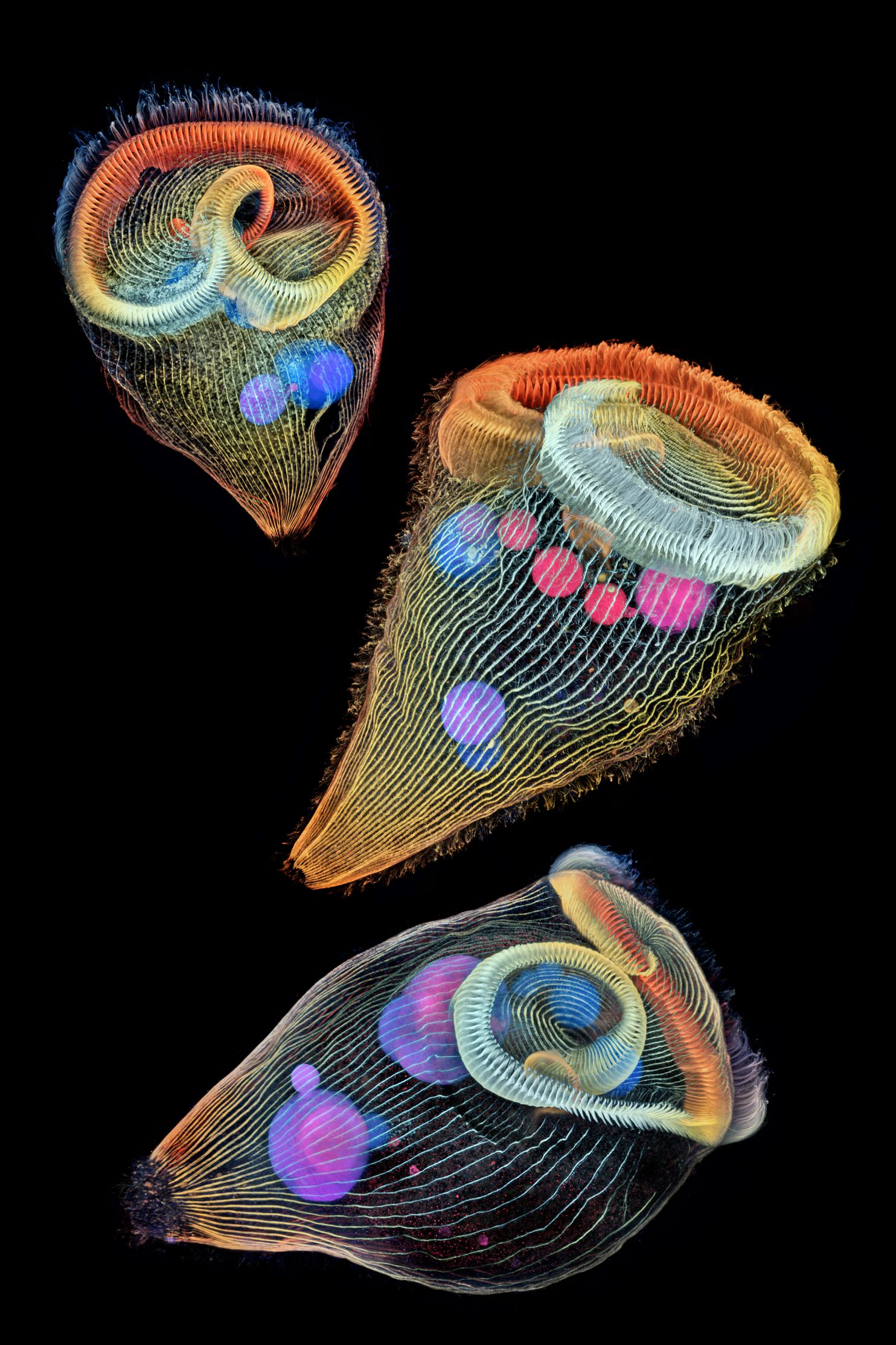Depth-color-coded projection of three stentors (single-cell freshwater protozoans). Image credit: Dr Igor Siwanowicz/Nikon Small World