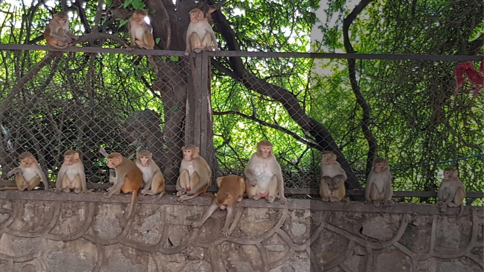 Monitoring Delhi's monkey business: Will a census, professional mimics help tackle growing primate population?