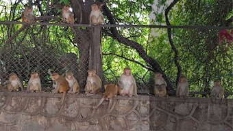 Monitoring Delhi's monkey business: Will a census, professional mimics help tackle growing primate population?