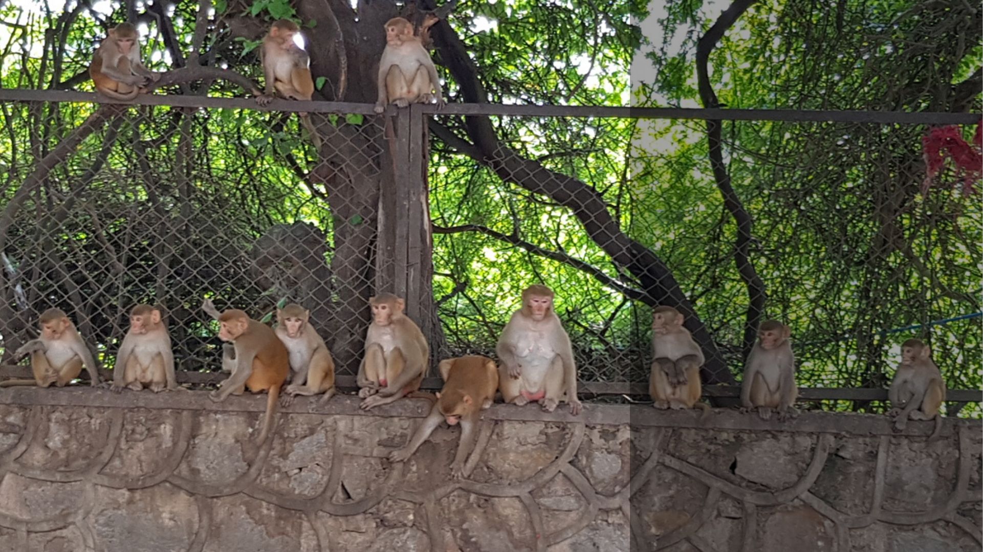 Monitoring Delhi's monkey business: Will a census, professional mimics help tackle growing primate population? Monitoring Delhi's monkey business: Will a census, professional mimics help tackle growing primate population?