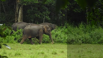 Can a new elephant reserve address human-elephant interaction in Chhattisgarh?