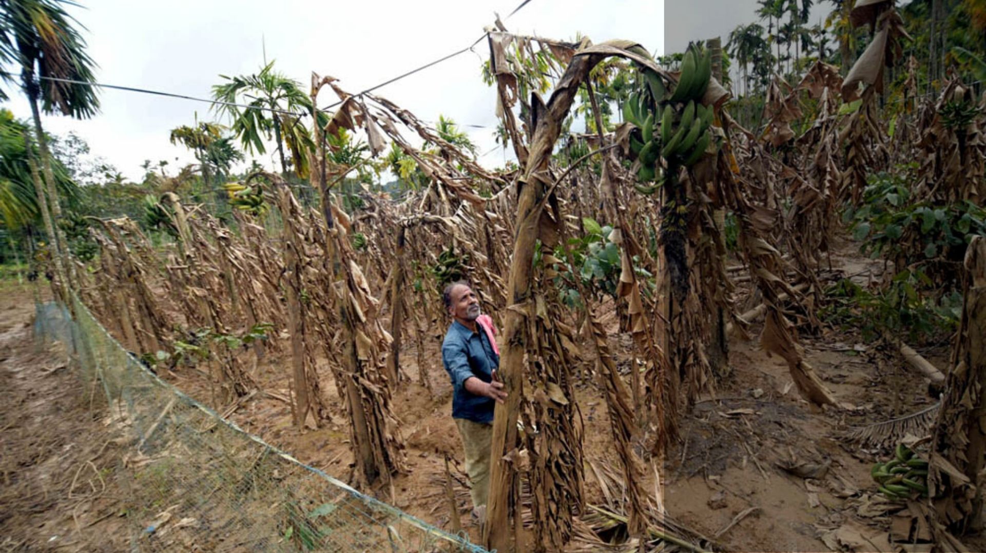 Wayanad's agrarian and tourism prospects increasingly threatened by climate change Wayanad's agrarian and tourism prospects increasingly threatened by climate change