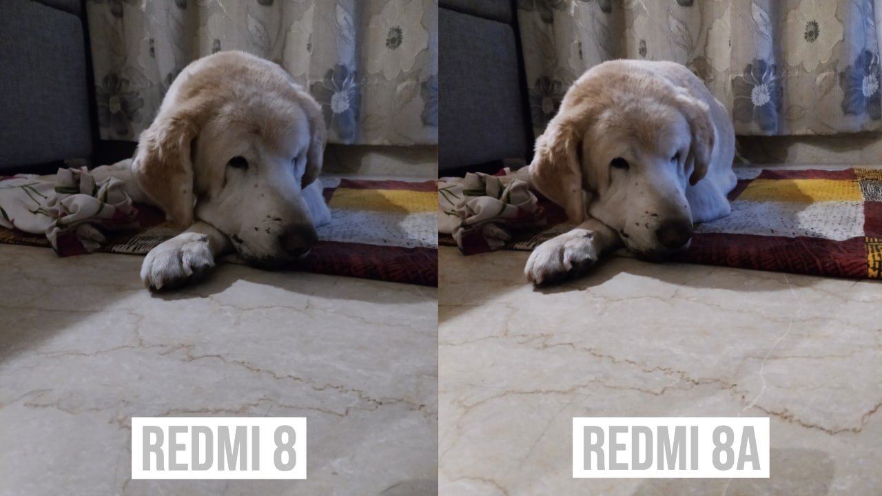Another cute-as-hell low light shot of my dog from Redmi 8 and Redmi 8A.