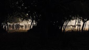 At the Sonepur Cattle Fair, humans and animals meet to celebrate myriad cultures and traditions