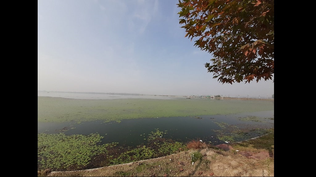 A thick spread of algae lies over the Dal Lake. Photo credit: Faisal Bhat/ The Third Pole
