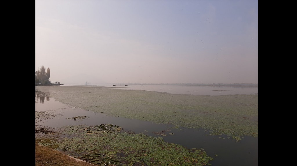 Weeds and red algal bloom have engulfed the lake stretch from Hazratbal to Boulevard since 5 August. Photo credit: Faisal Bhat/ The Third Pole