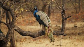 Climate change: Increasing presence of peafowl across Kerala piques scientists’ interest