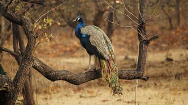 Climate change: Increasing presence of peafowl across Kerala piques scientists’ interest