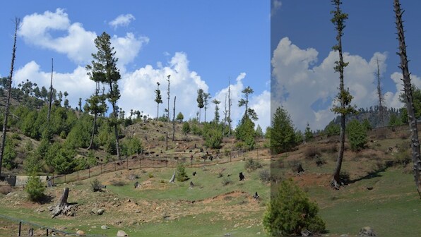 Kashmir’s forests face the axe: Forest Advisory Committee approves diversion of 727 hectares in 33 days