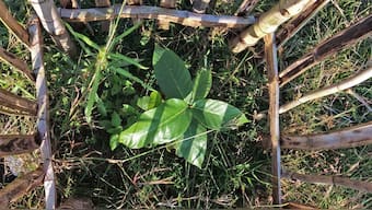 Jharkhand’s groves of faith: How conservation schemes are protecting sarnas from developmental projects