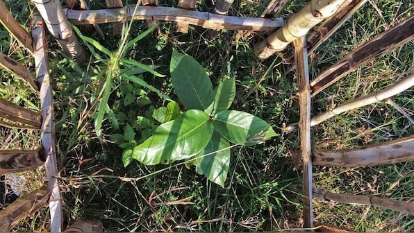 Jharkhand’s groves of faith: How conservation schemes are protecting sarnas from developmental projects