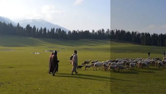 Following abrogation of Article 370 in Jammu and Kashmir, forest land identified for industrial development