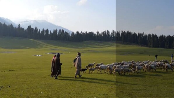 Following abrogation of Article 370 in Jammu and Kashmir, forest land identified for industrial development