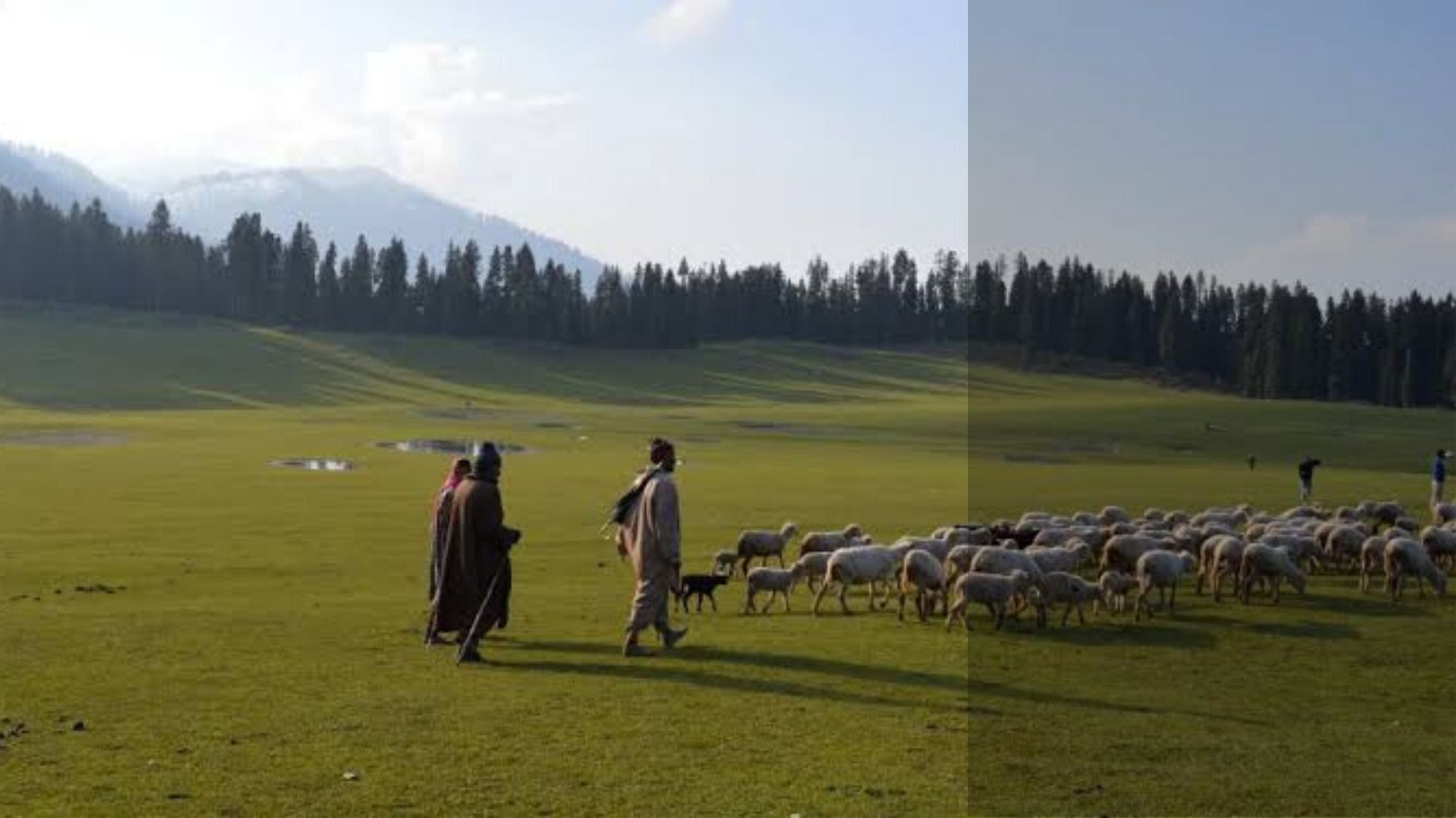 Following abrogation of Article 370 in Jammu and Kashmir, forest land identified for industrial development Following abrogation of Article 370 in Jammu and Kashmir, forest land identified for industrial development