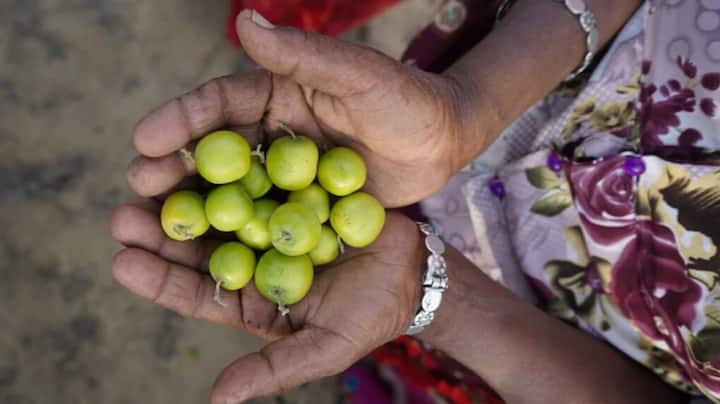 In desert regions of Pakistan's Umerkot, a women-led initiative to grow jujube berries yields a sweet harvest
