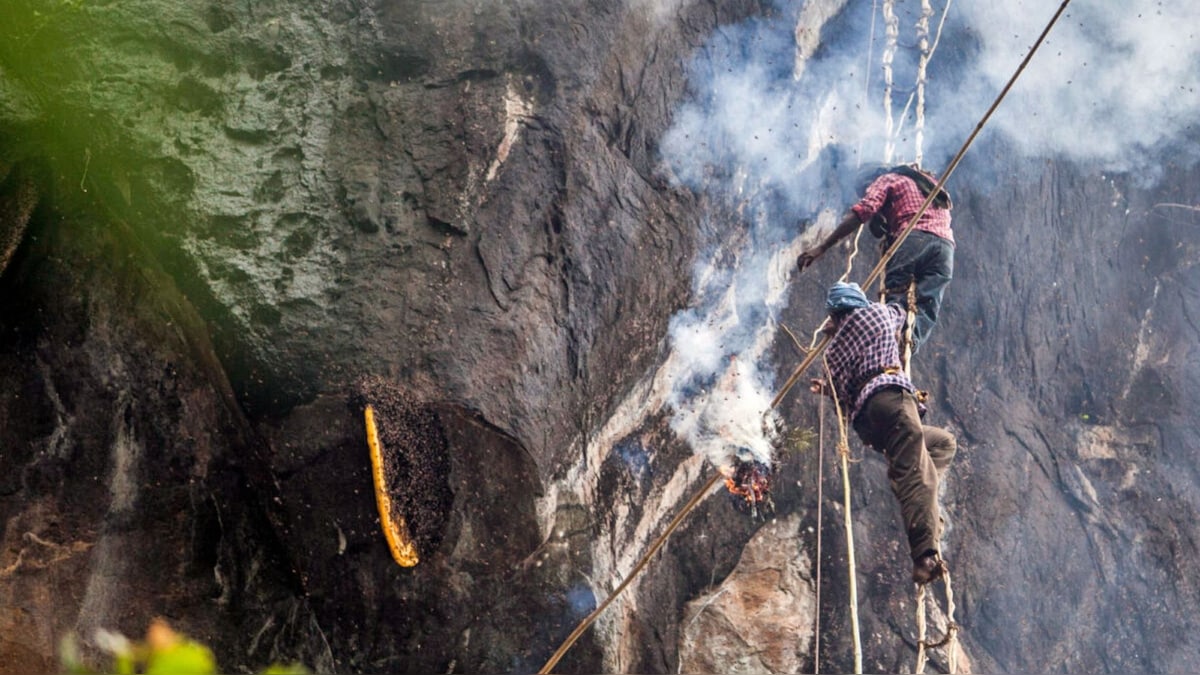 How sustainable methods adopted by tribal honey hunters could conserve bee population, improve food security