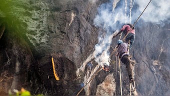 How sustainable methods adopted by tribal honey hunters could conserve bee population, improve food security