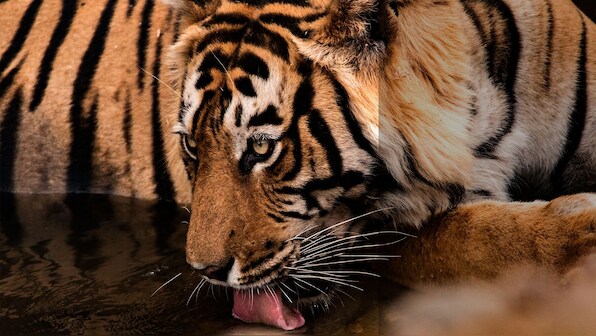 Even as the return of a tiger to Ajanta after over 50 years shows their resilience, conservation requires trust with local people