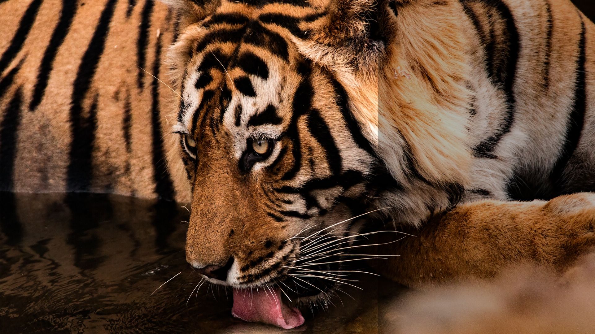 Even as the return of a tiger to Ajanta after over 50 years shows their resilience, conservation requires trust with local people Even as the return of a tiger to Ajanta after over 50 years shows their resilience, conservation requires trust with local people