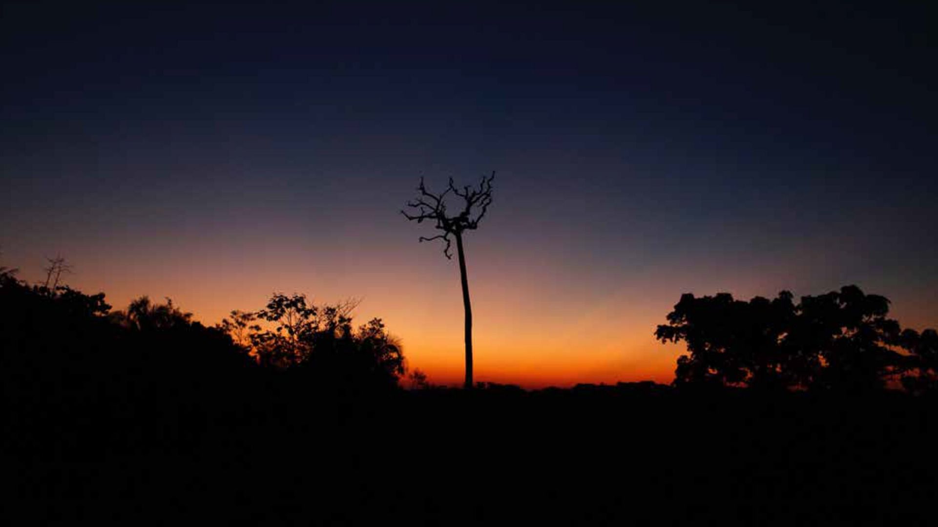 On 50th Earth Day, a look at what is causing the Amazon rainforest to fast approach its tipping point On 50th Earth Day, a look at what is causing the Amazon rainforest to fast approach its tipping point