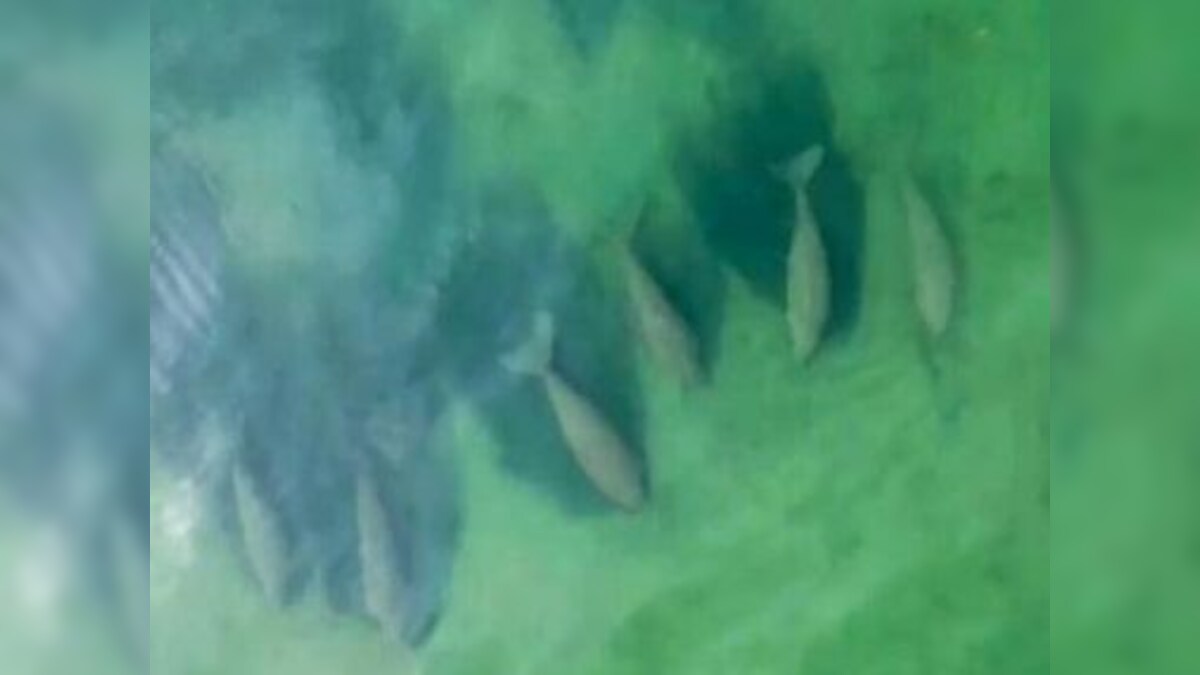 Thailand's tourist drought leaves space for shy sea mammal, 30-strong herd of dugongs spotted off Libong island