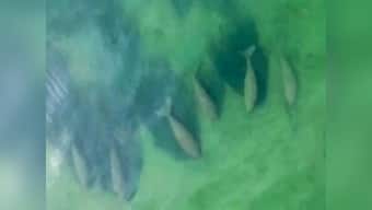 Thailand's tourist drought leaves space for shy sea mammal, 30-strong herd of dugongs spotted off Libong island