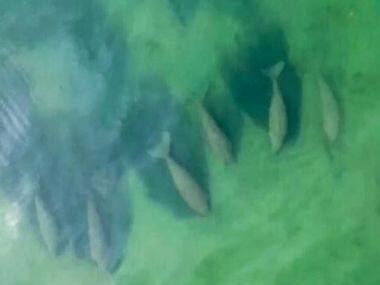 Thailand's tourist drought leaves space for shy sea mammal, 30-strong herd of dugongs spotted off Libong island