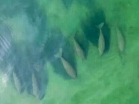 Thailand's tourist drought leaves space for shy sea mammal, 30-strong herd of dugongs spotted off Libong island Thailand's tourist drought leaves space for shy sea mammal, 30-strong herd of dugongs spotted off Libong island