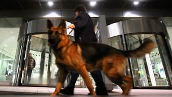 Coronavirus Outbreak: London institute conducts research on abilities of dogs to sniff out COVID-19