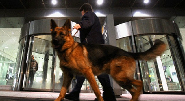 Coronavirus Outbreak: London institute conducts research on abilities of dogs to sniff out COVID-19 Coronavirus Outbreak: London institute conducts research on abilities of dogs to sniff out COVID-19