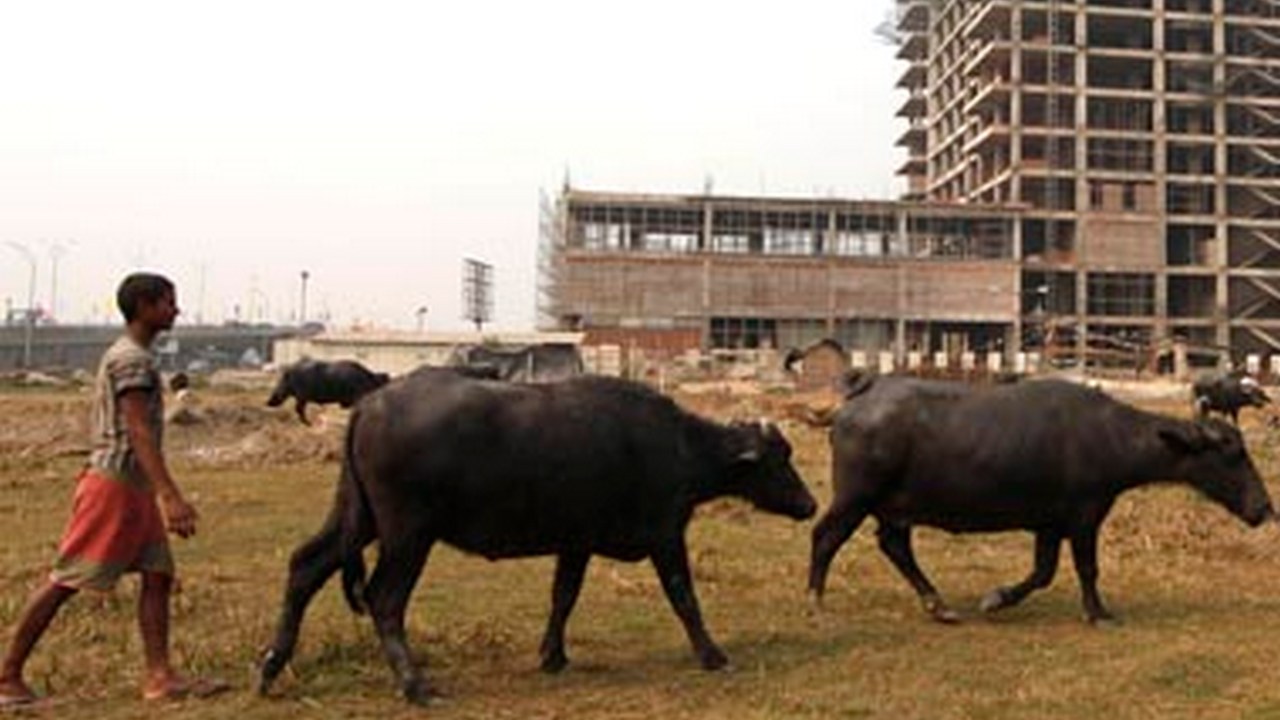 Mathura: Over dozen buffaloes die after drinking 'toxic' water from drain Mathura: Over dozen buffaloes die after drinking 'toxic' water from drain