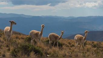 Coronavirus Outbreak: Researchers look hopefully at Llamas' antibodies to give us a COVID-19 vaccine