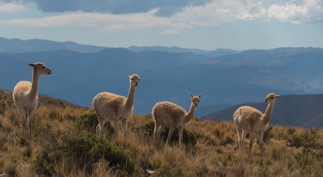 Coronavirus Outbreak: Researchers look hopefully at Llamas' antibodies to give us a COVID-19 vaccine Coronavirus Outbreak: Researchers look hopefully at Llamas' antibodies to give us a COVID-19 vaccine