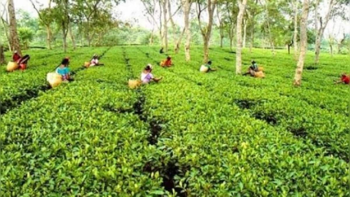 Indian tea prices jump to new record as floods in Assam, coronavirus outbreak slash output