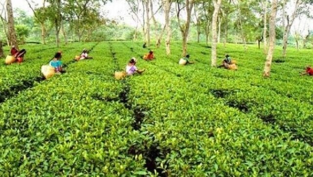 Indian tea prices jump to new record as floods in Assam, coronavirus outbreak slash output Indian tea prices jump to new record as floods in Assam, coronavirus outbreak slash output