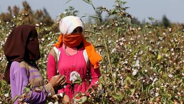 Weak rupee leads Indian trade body to lift cotton export estimate up 12%; could put pressure on global prices