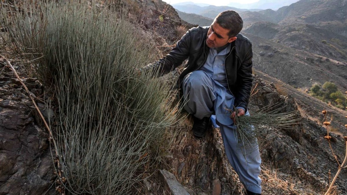 In Afghanistan, the wild ephedra shrub breathes new life into country's meth epidemic