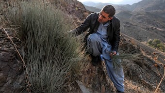 In Afghanistan, the wild ephedra shrub breathes new life into country's meth epidemic