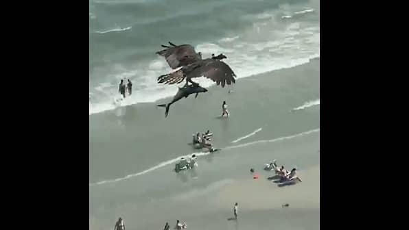 Twitterati puzzled over South Carolina video of bird carrying huge fish clutched in talons
