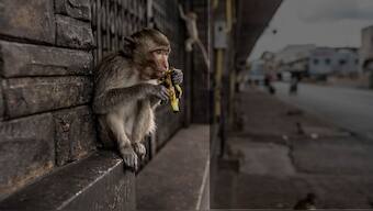As COVID-19 intensifies man-animal conflict, Thailand's Lopburi is a city under siege — by monkeys