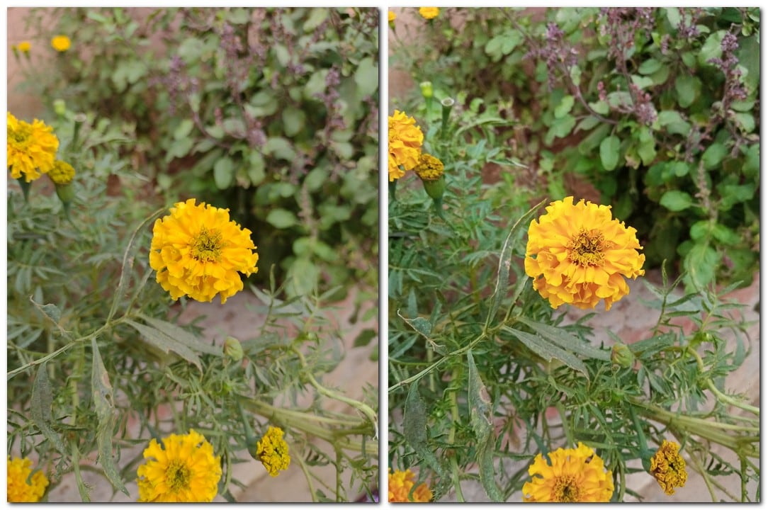 While Redmi 9 Prime captured good details, Motorola managed to capture better and more natural colours. (Left Moto E7 Plus-Right Redmi 9 Prime)